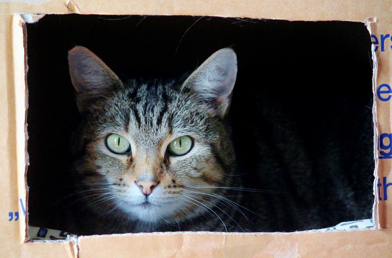 cheap cat toys uk