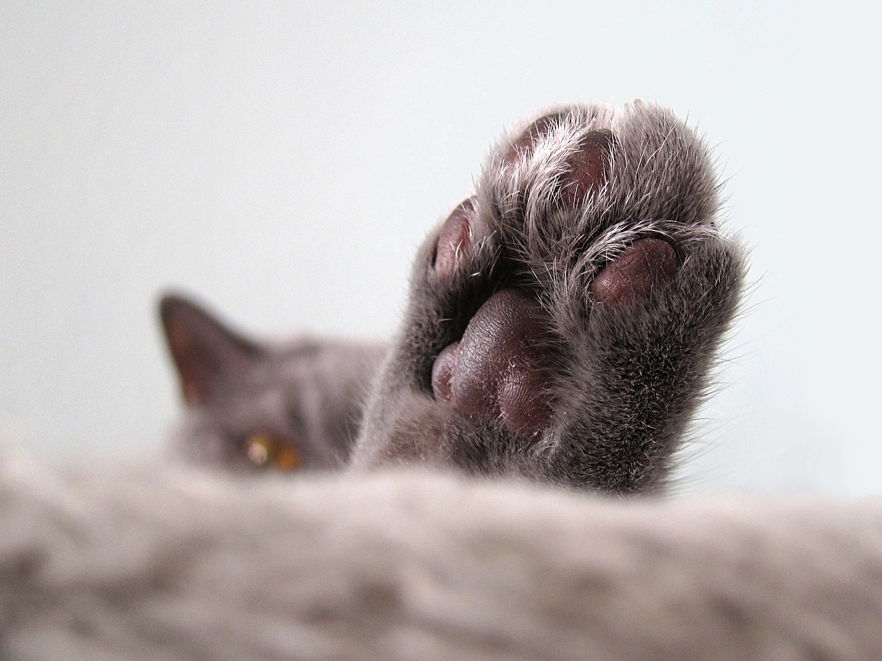 Dry, Itchy Paws? Try These Simple Solutions Your Cat Will Love