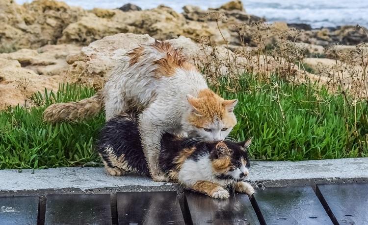 can neutered cats still go into heat