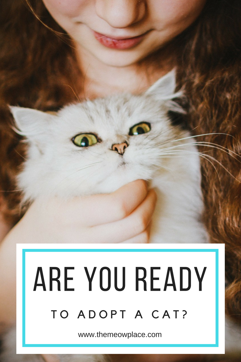 Are You Ready To Own A Cat? - What You Need To Get Started