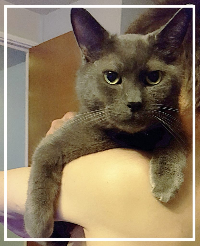 Frisky Feline Feature: Meet Charlie aka Captain Furball