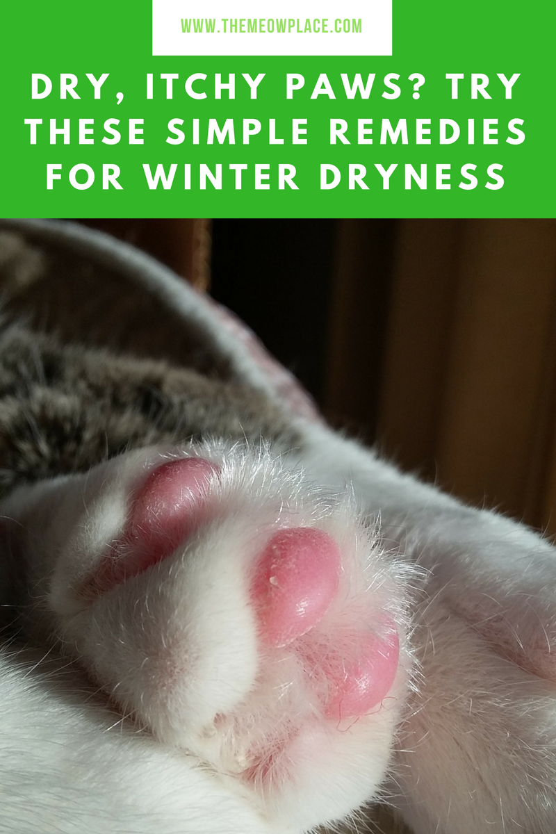 Dry, Itchy Paws? Try These Simple Solutions Your Cat Will Love